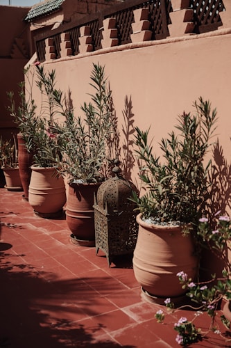 Plant-filled terrace